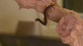 Giant Centipede Dangling From Tree