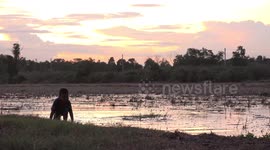 A kid having simple fun wallowing in a paddy field at sunset, in Thailand.