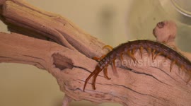 Giant Centipede Crawling Down Tree
