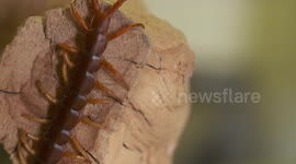 Back End of Giant Centipede