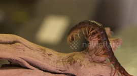 Giant Centipede Bouncing Head Up and Down