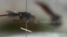Great Black Wasp in Insectarium