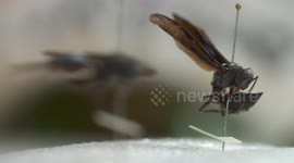 Great Black Wasp in Lab