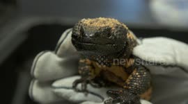 Gloved Hands Holding Gila Monster