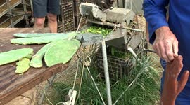 South African farmer builds chipping machine to make feed for sheep during country's drought