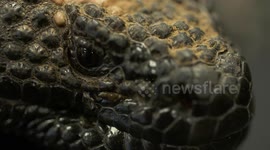 Gila Monster's Eye