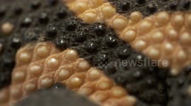 Gila Monster's Beads