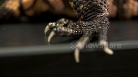 Gila Monster's Claws