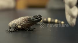 Gila Monster Bites At Hand