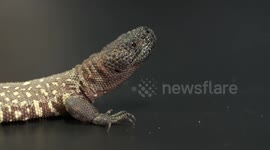 Gila Monster Lunges At Hand