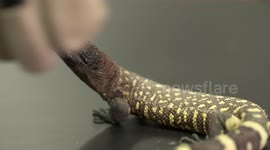 Gila Monster's Open Mouth and Venom