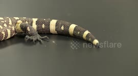 Yellow Gila Monster's Tail and Head