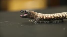 Gila Monster Backing Away From Hand