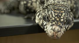 White Monitor Lizard Climbing Off Table
