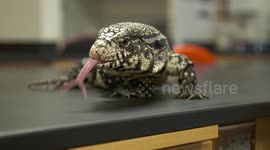 White Monitor Lizard Walking on Table