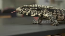 White Monitor Lizard Searching on Table