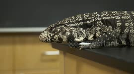 White Monitor Lizard On Edge of Table