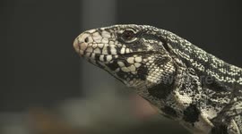 White Monitor Lizard Walking Away From Camera