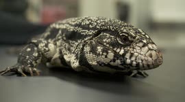 White Monitor Lizard's Head