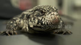 White Monitor Lizard Flicking Tongue