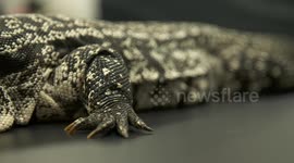 White Monitor Lizard's Claws and Stomach