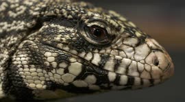 White Monitor Lizard's Eye
