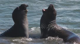 Two Elephant Seals Fighting in Water