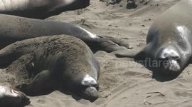 Elephant Seal Flipping Sand On Back
