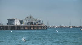 Pelican Diving Into Water Near Fish Market