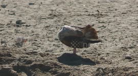 Western Herring Gull on Beach