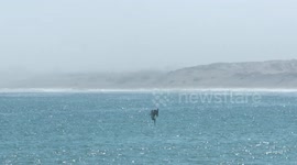 Pelican Diving Into Water