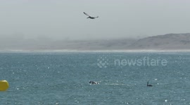 Pelican Flying High Above Water