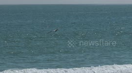 Pelican Flying Above Bay
