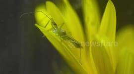 Green Phasmid on Yellow Flower