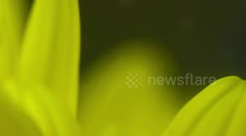 Green Phasmid on Flower