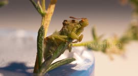Phyllium Insect on Leaf