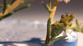 Phyllium Insect on Leaf in Lab