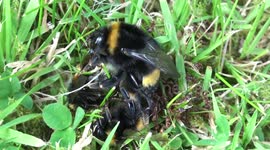 Real life Ant and Bee movie for World Bee Day. Ball of Buff-tailed Bumble Bees in grass with ants, Stroud, Gloucestershire.