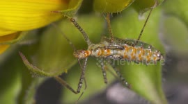 Orange Phyllium  on Leaves
