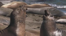 Elephant Seals Fighting on Beach