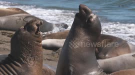 Elephant Seal Bites Other Seal's Neck