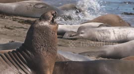 Elephant Seal Bites Seal's Back