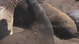 Elephant Seals Fight, Others Watch