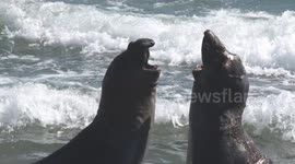Elephant Seals Battle in Water
