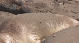 Seal Flipper Tossing Sand