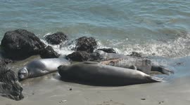 Seals Laying on Beach Near Water