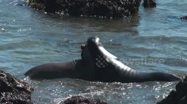 Elephant Seals Fight in Shallow Water