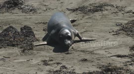 Seal Walking, Then Laying on Sand