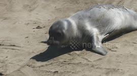 Young Seal Walking on Sand