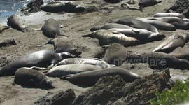 Elephant Seals Laying on Beach